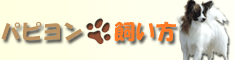 �p�s�����̎������A�����A�P�����Z�A�h�b�O�V���[�A���̌���ɂ���